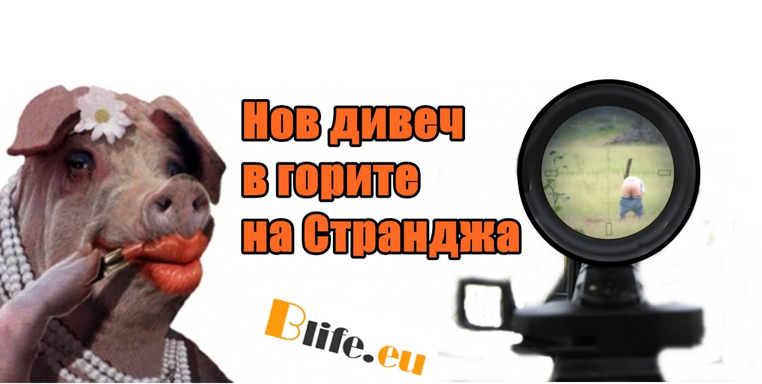 Нов дивеч в горите на Странджа