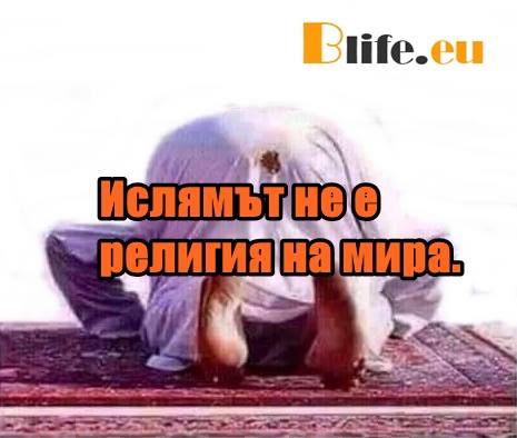 Ислямът не е религия на мира