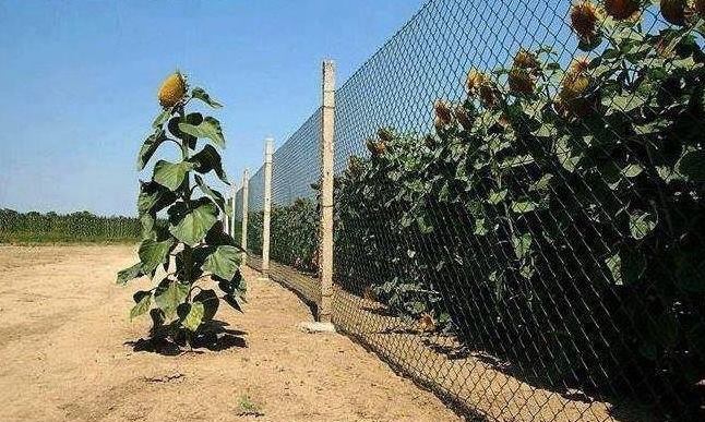 Истинските изборни резултати !