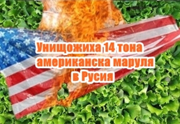 Унищожиха 14 тона американска маруля в Русия