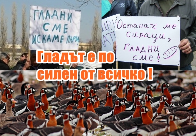 ЗА МАЙКИ И БОЛНИ ПАРИ ДЪРЖАВАТА НЯМА ! А ОТПУСКА 100 МИЛИОНА ЛЕВА ЗА ЧЕРВЕНОГУШИ ГЪСКИ