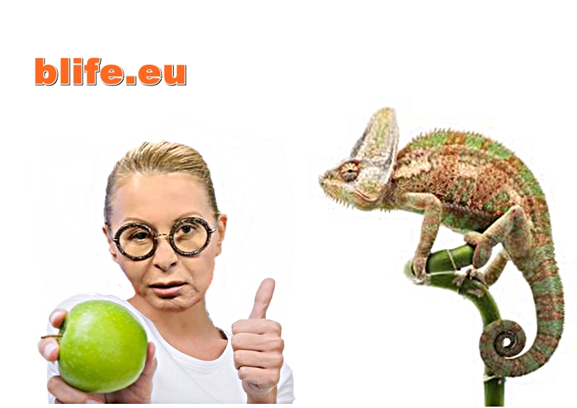 Гнилите ябълки на Беновският хамелеон !