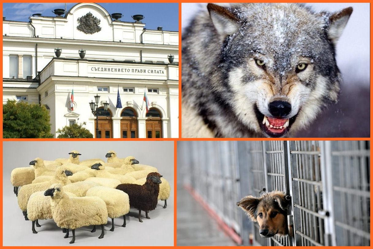 Кучешки живот във вълчи времена!
